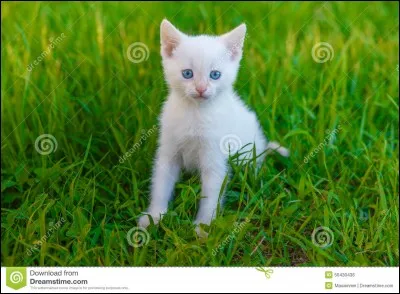 Flocon de Neige est le ...... d'Étoile de Feu.