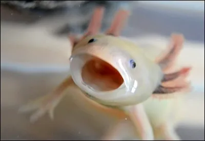 A comme axolotl - Cet animal est :