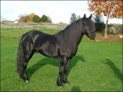 Quelle est la race de ce cheval ?