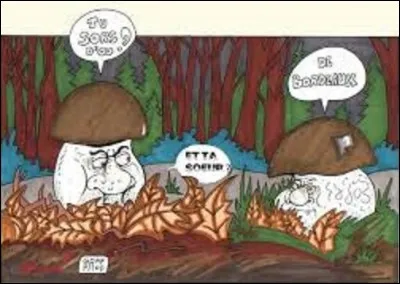 Nature - 
De ces trois champignons, lequel est toxique ?