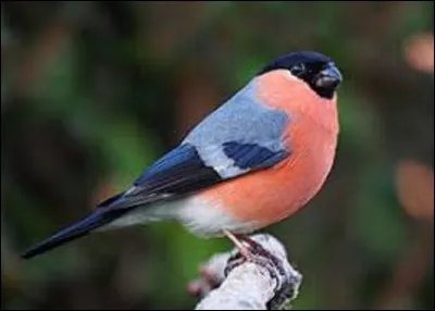 Animaux - 
Regardez la photo, et citez le nom de ce passereau de nos campagnes ?
