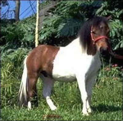 Quelle est cette race ?