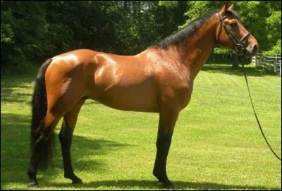 Quelle est cette race ?