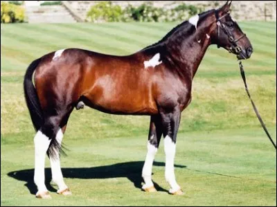 Quelle est cette race ?