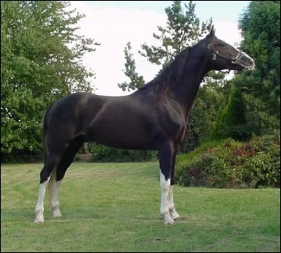 Quelle est cette race ?