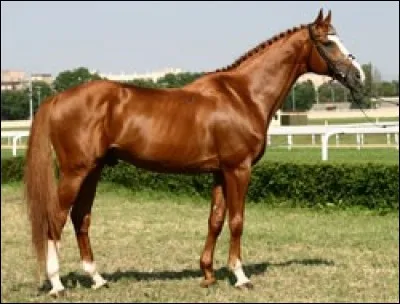 Quelle est cette race ?