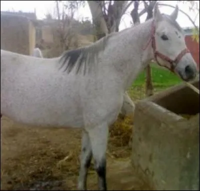 Quelle est cette race ?