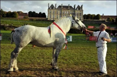 Quelle est cette race ?