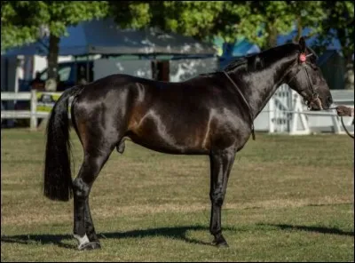 Quelle est cette race ?