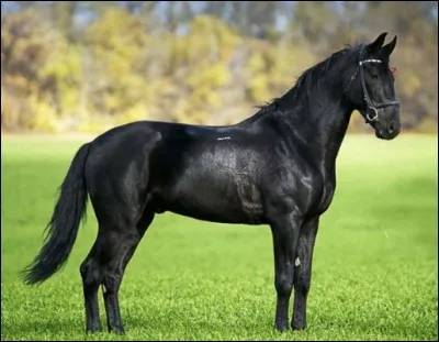 Quelle est cette race ?