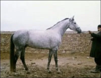 Quelle est cette race ?