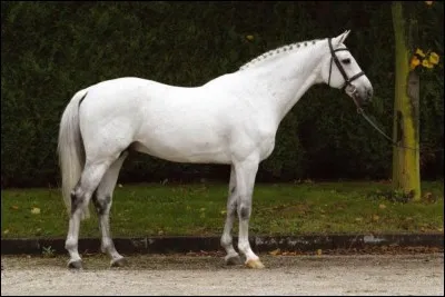 Quelle est cette race ?