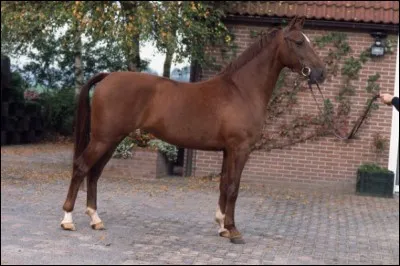 Quelle est cette race ?