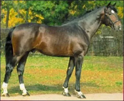 Quelle est cette race ?