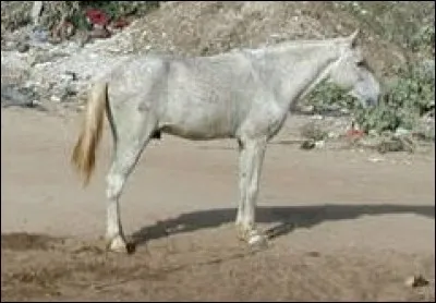 Quelle est cette race ?