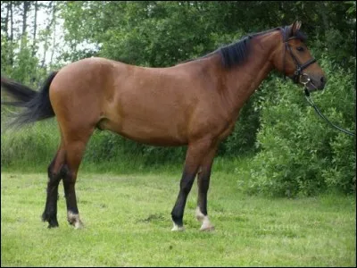 Quelle est cette race ?