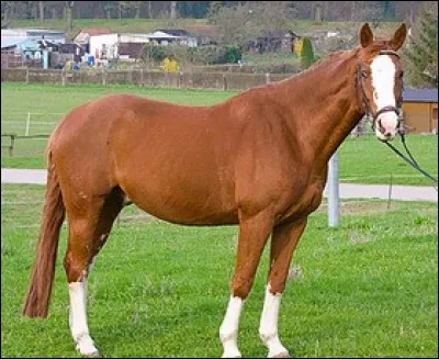 Quelle est cette race ?