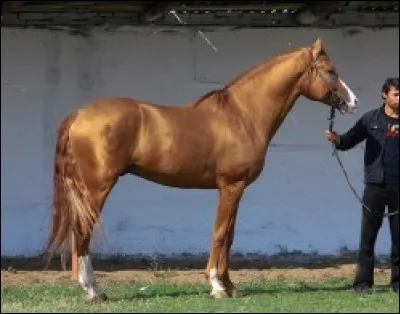 Quelle est cette race ?