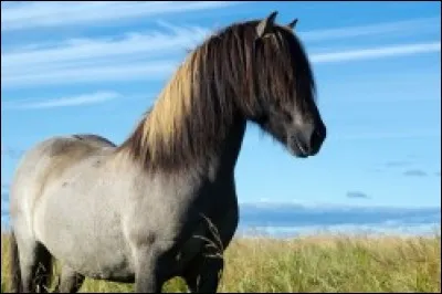 Quelle est cette race-là ?