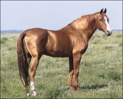 Quelle est cette race ?