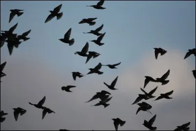 Quel est l'oiseau qui peut voler en marche arrière ?