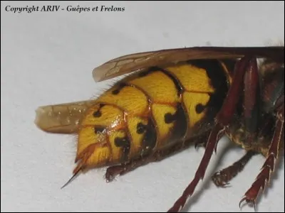 Un vrai danger pour la population, c'est l'insecte plus dangereux, vénéneux et meurtrier du monde, comment se nomme-t-il ?