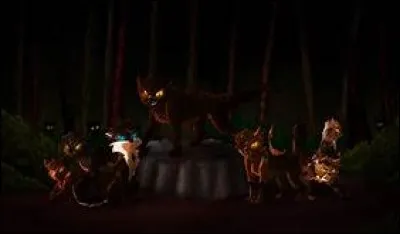 Qu'y font les chats ?