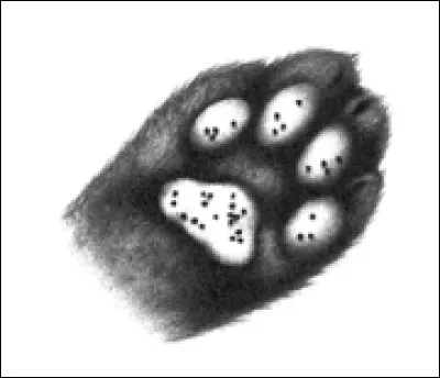 Les graines de pavot servent à endormir les reines allaitantes.