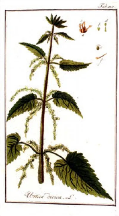 Les grande orties servent à quoi ?