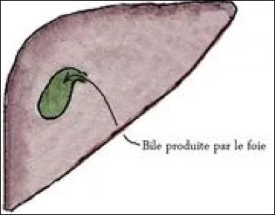 À quoi sert la bile de souris et quelles sont ses inconvénients ?