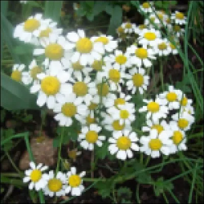 La camomille sert-elle à apaiser l'esprit ?