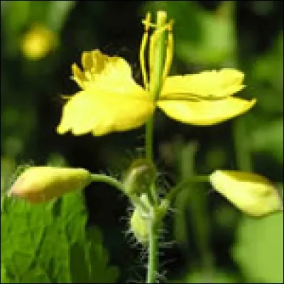 Pour qui la chélidoine pourrait-elle servir ?