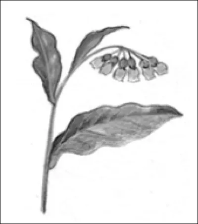 Quelle plante répare les os lors d'une fracture ?