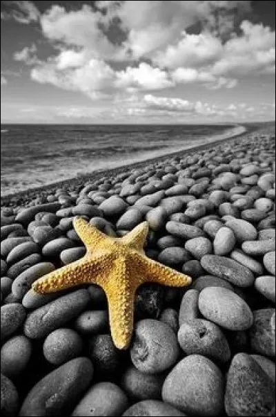 Quel est le nom de l'étoile de mer qui vit dans "Le monde de Nemo" ?