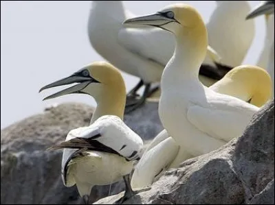 Où les plus grandes colonies de fous de Bassan, magnifiques et gigantesques oiseaux de mer, nichent-elles ?