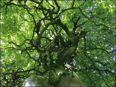 On les appelle les hêtres tortillards ou faux. Ils sont peu nombreux, sauf à Verzy. Mais où est Verzy?