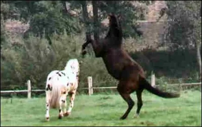 Les chevaux appréhendent...