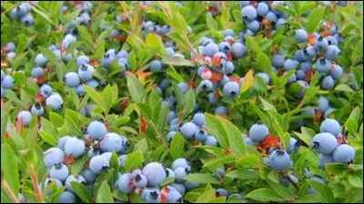 Quelle région administrative du Québec est reconnue pour ses bleuets ?