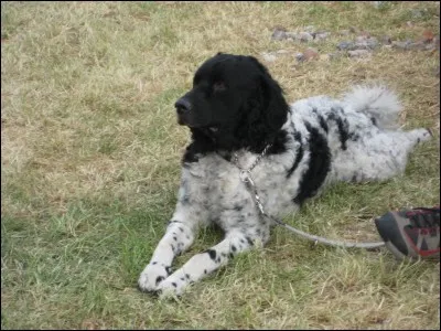Quelle est cette race de chien ?