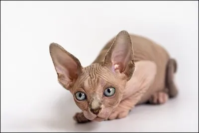 Quelle est cette race de chat ?