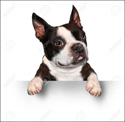 Quelle est cette race de chien ?