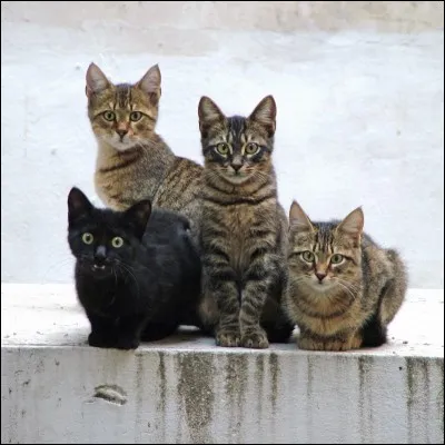 Quelle est cette race de chat ?