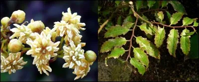 Allons en Nouvelle-Calédonie pour observer une plante bien particulière, « l'Amborella trichopoda ». Cest la plus ancienne plante à fleurs encore existante et l'ancêtre de toutes les plantes à fleurs de la planète.
Qu'en pensez-vous ?