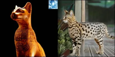 On considère que le chat « mau d'Egypte » serait la plus ancienne race de chat domestique existante. « Mau » signifie « chat » et « nuit » dans l'ancienne langue de l'Egypte pharaonique.
Est-ce vrai ou faux ?