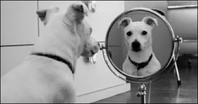 À quel psychologue américain doit-on le test du miroir qui est un moyen d'estimer la reconnaissance de son corps par un animal ?