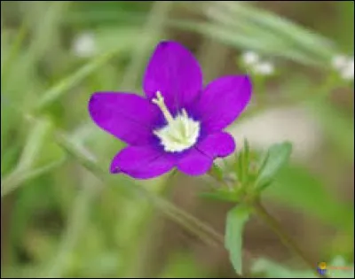 Comment appelle-t-on cette plante herbacée de la famille des Campanulacées ?
