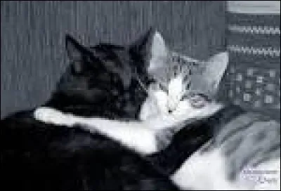 Tu tombes amoureux/se d'un félin au clan. Que fais-tu ?