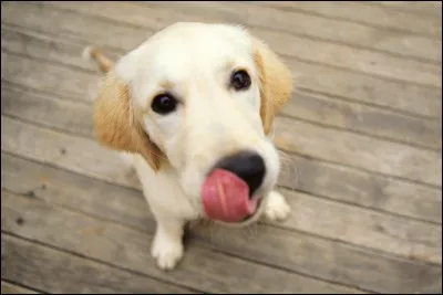 Quel est ton animal préféré ?