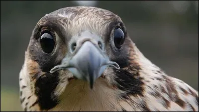 Tu as vu ses yeux ? Mais sais-tu quelle est sa race ?