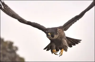 Sais-tu à combien de km/h il vole ?
